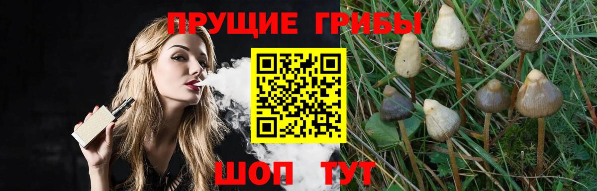 Рославль  Галлюциногенные грибы Psilocybe  Вход с VPN 